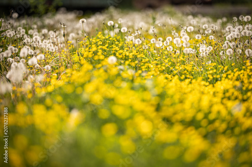 Принти на полотні Beautiful close-up of a picturesque spring meadow flourishing with numerous fluffy white dandelions and cheerful yellow buttercup flowers under bright, golden sunlight, showcasing natural beauty