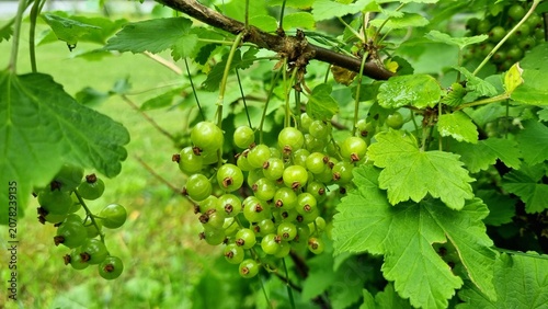 Foto Gardening and garden care, green currant berries ripening on the branches of bushes with green leaves