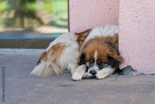 Foto A white and orange spotted dog sleeps peacefully near a building
