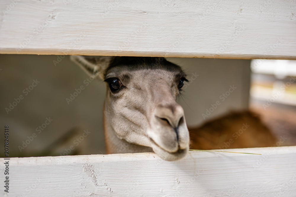 Fototapeta premium Close up portrait of calm alpaca looking through white wooden fence.