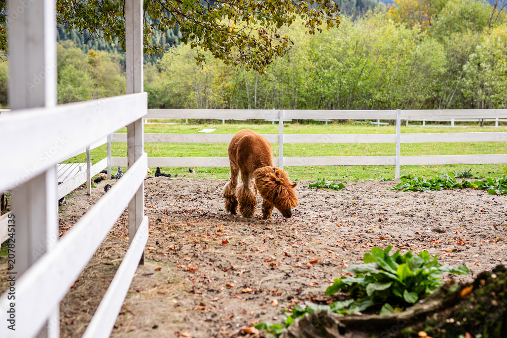 Fototapeta premium Brown alpaca standing in sandy paddock near white fence and green plants.
