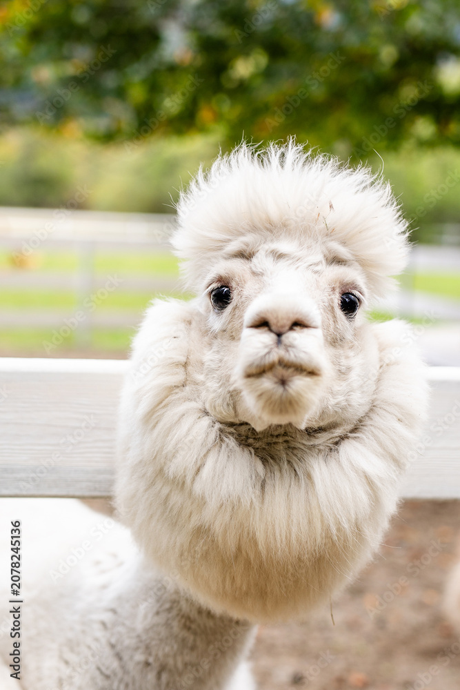 Fototapeta premium White alpaca close up looking over white wooden fence with fluffy face and soft blurred background.
