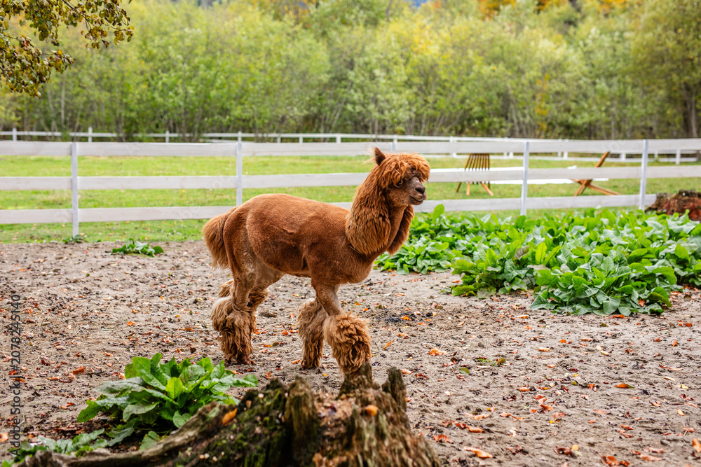 Fototapeta premium Brown alpaca standing in sandy paddock near white fence and green plants.