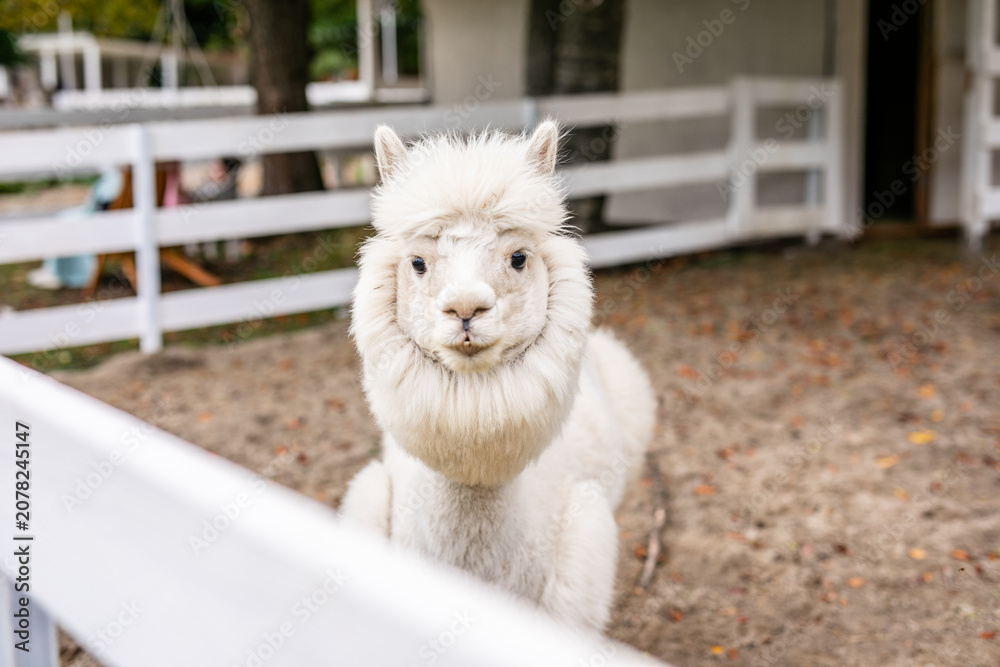 Fototapeta premium White alpaca grazing beside white fence in sandy outdoor paddock