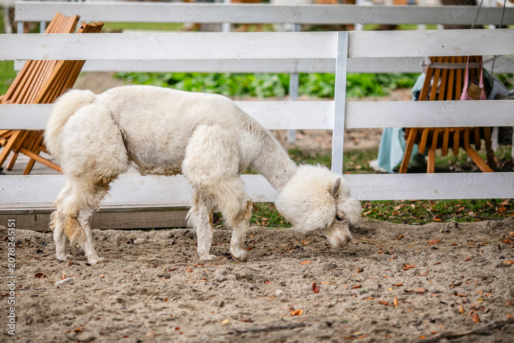 Fototapeta premium White alpaca grazing beside white fence in sandy outdoor paddock