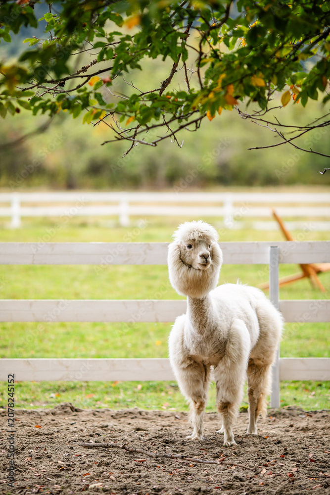 Fototapeta premium White alpaca standing in sandy paddock with blurred farm background and white fence.