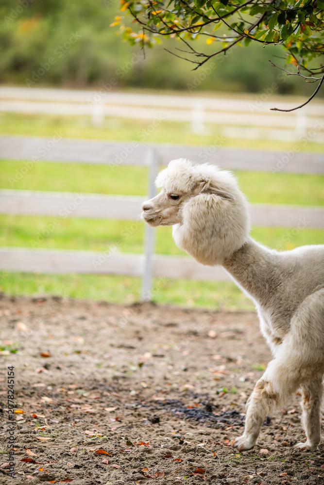 Fototapeta premium White alpaca standing in sandy paddock with blurred farm background and white fence.