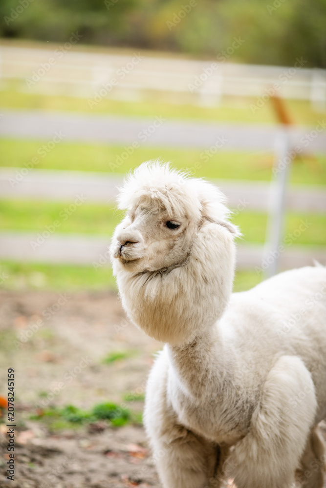 Fototapeta premium White alpaca portrait looking at camera from behind white fence in animal enclosure.