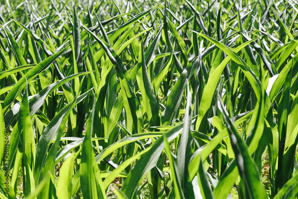 Fototapeta premium Young green grain grows densely. Agricultural background shows healthy cereal field in spring. Fresh crop promises successful harvest. Rural farming landscape reflects sustainable cultivation.
