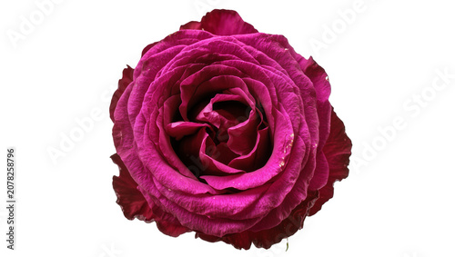 Obraz na płótnie Isolated captivating fuchsia rose flower, intricate layers of soft, velvety peta