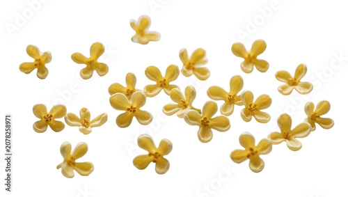 Bild auf Leinwand Isolated delicate and fragrant small yellow osmanthus flowers scattered, natural studio shot