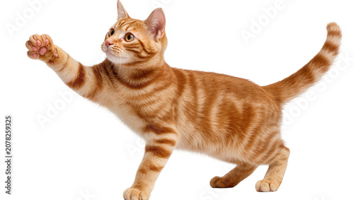 Photos Isolated adorable ginger tabby cat reaching out with paw, looking up on clean ba