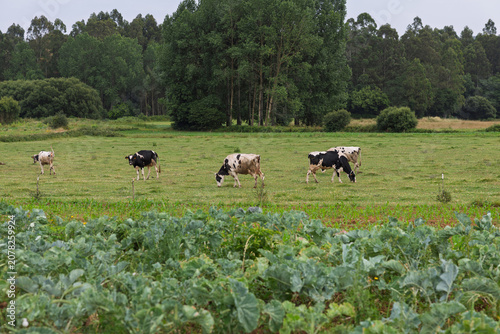 Valokuva Galician veal grazing on green meadow landscape
