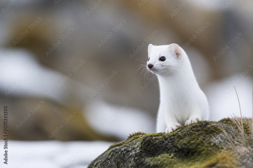 Fototapeta premium White weasel perches alert on mossy rock. Snowy background blurs softly behind. Eyes gleam with focused curiosity. Stillness speaks of Arctic or alpine terrain. Ideal for wildlife, nature