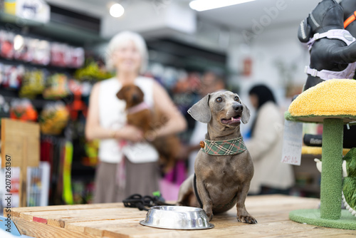 Schilderij op canvas Badger-dog and bowl in zoo store