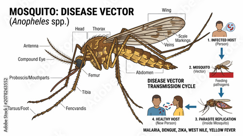 Detailed diagram illustrating mosquito anatomy and disease transmission cycle.