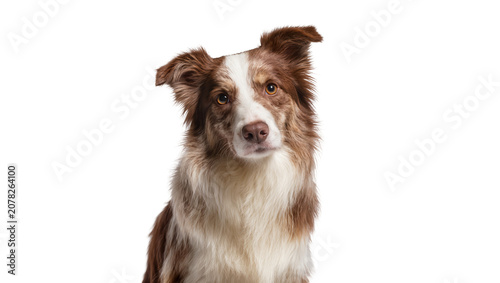 Obraz na płótnie Isolated beautiful brown and white Border Collie dog with an intelligent, friend