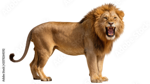 Obraz na płótnie Isolated male lion roaring aggressively, majestic big cat showing teeth, powerfu