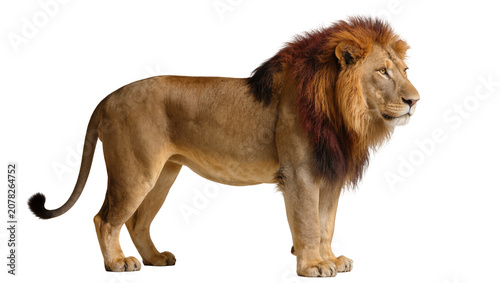 Φωτογραφία Isolated majestic male lion with a magnificent mane standing gracefully, looking