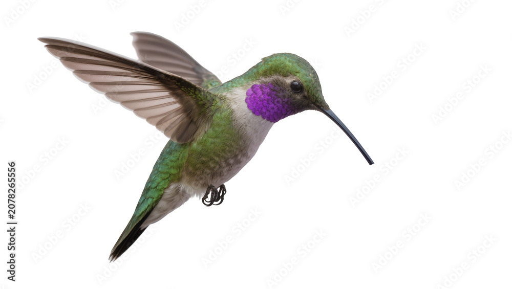 Fototapeta premium Isolated vibrant purple-throated hummingbird in graceful flight, showcasing iridescent green plumage.