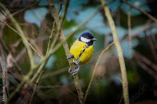 Tableau sur toile A Great Tit grips a branch in Bristol, watching the world go by — yellow waistcoat on, ready for the day