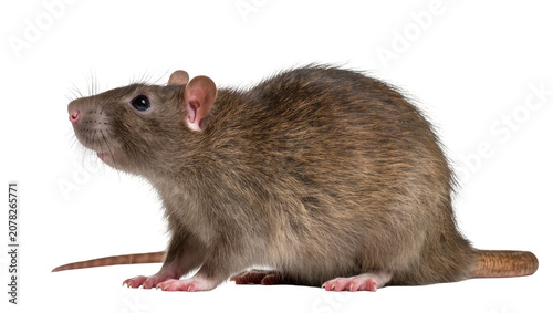 Foto Isolated cute brown rat in profile, standing and looking left, studio shot of ro