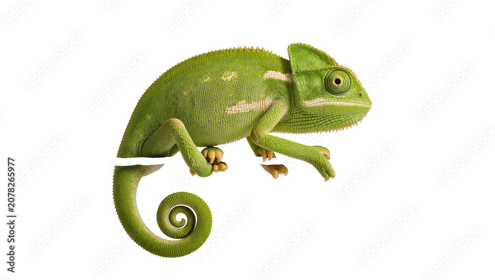 Obraz premium Isolated beautiful bright green chameleon with a distinctive eye and coiled tail, studio shot