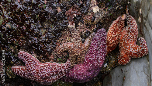 Fotografie Colorful tide pool starfish clustered tightly on rocks