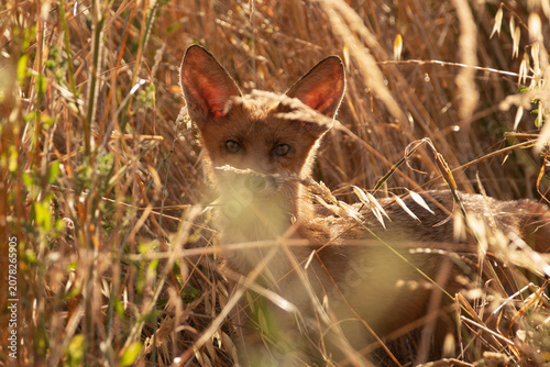 ​Red Fox Cub Hiding in Dry Summer Grass Greece.