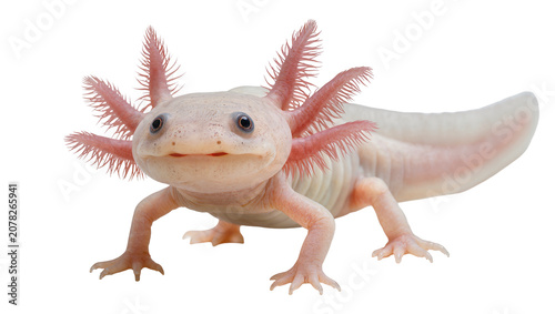 Konstfotografi Isolated cute pink axolotl, a smiling Mexican walking fish with distinctive feat