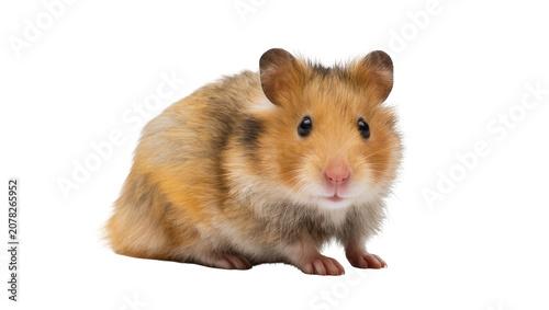 Принти на полотні Isolated cute fluffy golden brown hamster with black eyes and pink nose looking