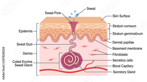 Foto Detailed anatomical illustration of human skin layers with labeled components including sweat pore, epidermis, and sweat gland against a clean white background