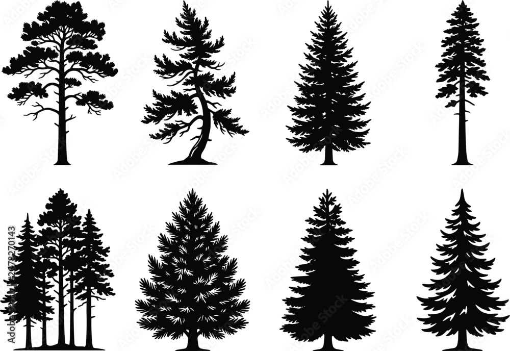 Obraz premium Evergreen pine and spruce tree silhouettes black forest collection