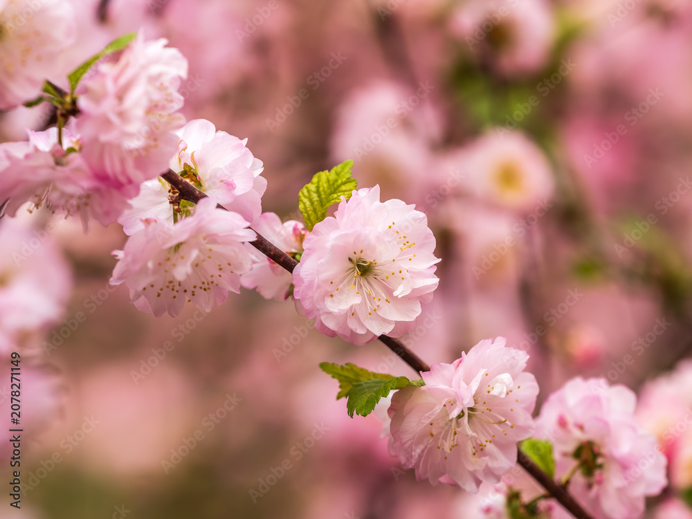 Naklejka premium Beautiful Pink Flowers of Prunus triloba, Blossom, pink flowers. Prunus triloba, sometimes called flowering plum or flowering almond, a name shared with Prunus jacquemontii