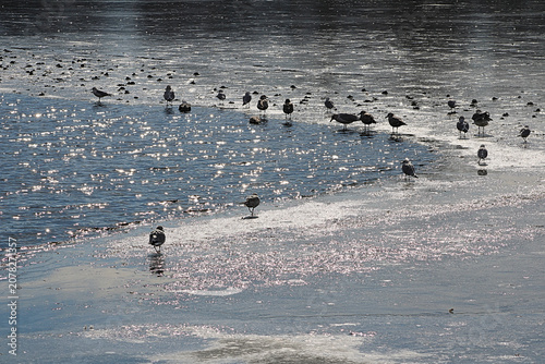 Obraz na plátne Large group of seagulls walking along the partially frozen Occoquan River in Vir