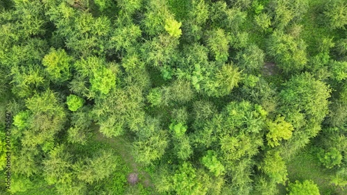 Aerial view of lush green forest canopy with diverse tree species, showcasing vibrant foliage and varying shades of green in a natural landscape during daylight hours