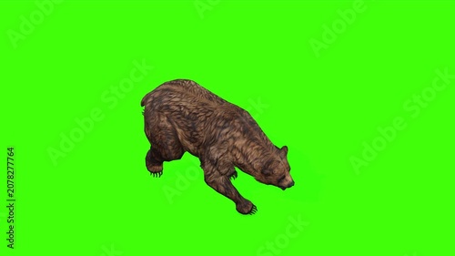 4k grizzly bear fast run top view loop animation isolated on Green Screen, 3D brown bear running rendering on the chroma key, Scientific name, Ursus arctos horribilis, easy to remove background