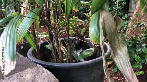 A small black and white kitten hiding in palm tree growing in a plastic pot in a garden.