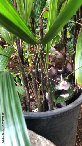 A cute black and white tuxedo kitten hiding inside a large potted palm plant.