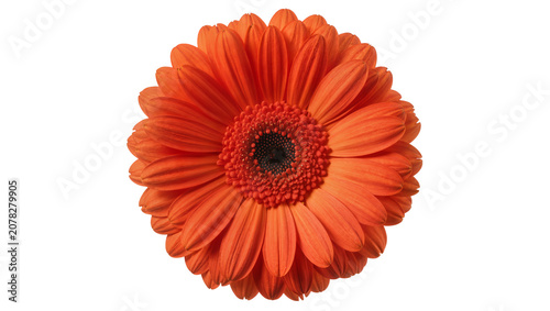 Bild auf Leinwand Isolated close up of a bright orange Gerbera daisy flower showing detailed petal