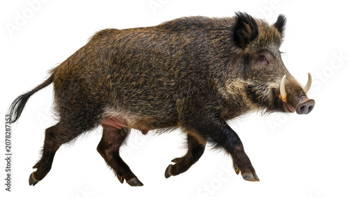 Fotografie Isolated wild boar, a large mammal with coarse brown fur and prominent tusks, walking