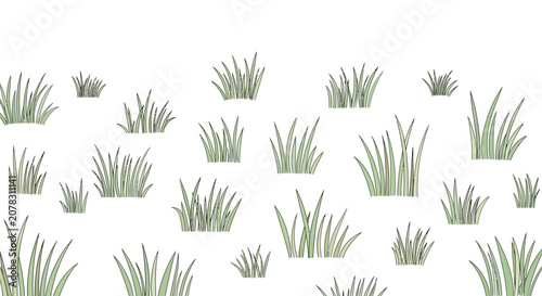 Fotografía Green grass blades on white background.
