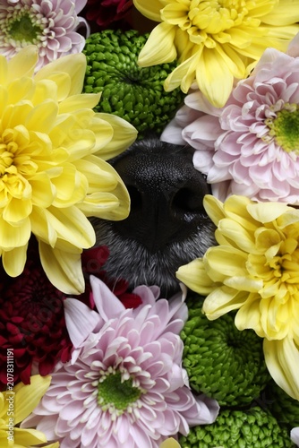 Cute dog peeking through beautiful chrysanthemum flowers, closeup