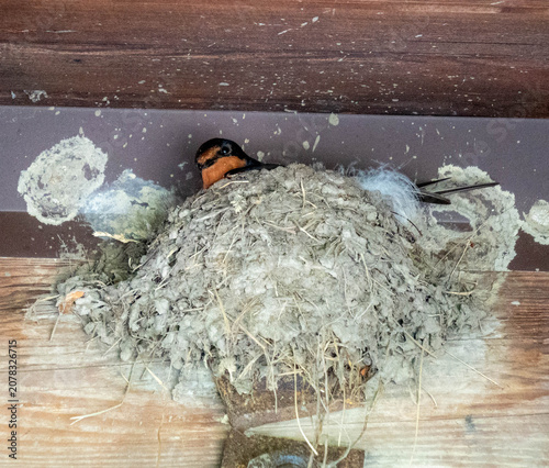 Konstfotografi Barn Swallow Building Mud Nest on Wooden Beam