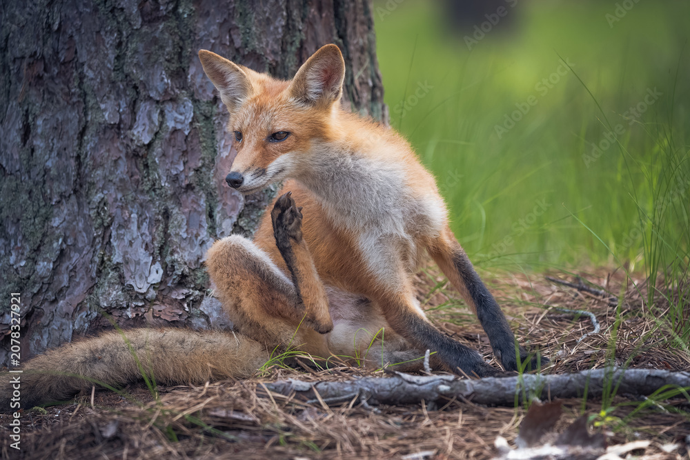 Fototapeta premium Male Red Fox scratching