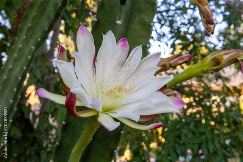 Schilderij op canvas Beautiful blooming Cereus repandus cactus flower with large white petals pink ti
