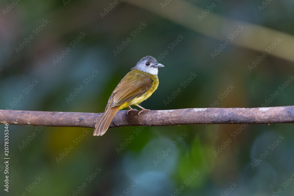 Obraz premium Yellow-bellied Bulbul (Alophoixus phaeocephalus), a common Asian songbird, perched on a branch in tropical forest.