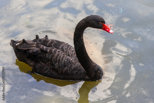 Bild auf Leinwand Black swan swimming in pond with koi fish