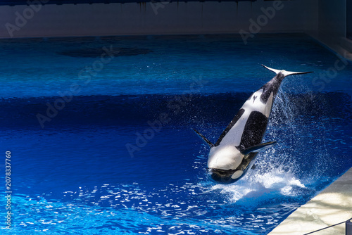 Killer whale performing a breathtaking jump in blue water