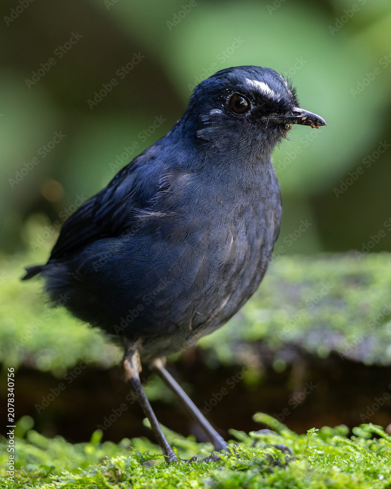 Fototapeta premium Nature wildlife Bornean Shortwing (Brachypteryx erythrogyna) bird taken at Sabah, Borneo